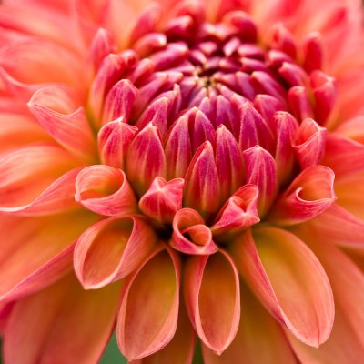 Dahlia-4324