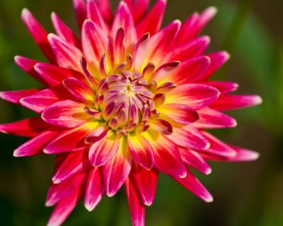 Dahlia-4329