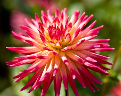 Dahlia-4335