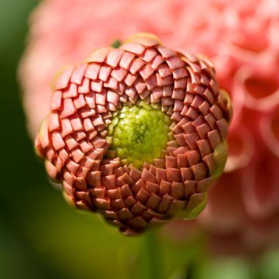 Dahlia-4348