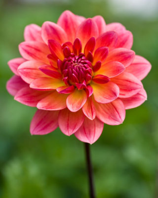 Dahlia-4417