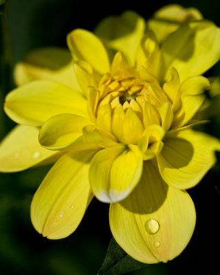 Dahlia-4426