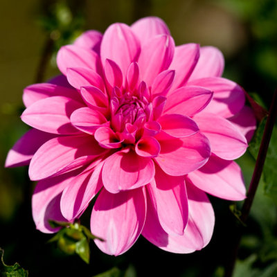 Dahlia-4428