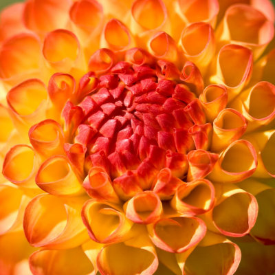 Dahlia Explosion