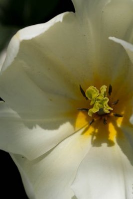 Magnolia tulip2