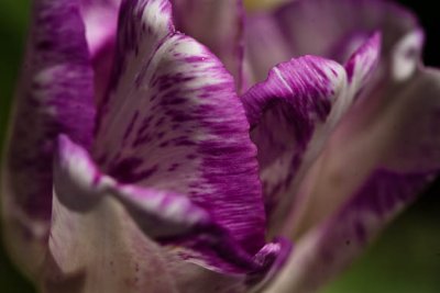 Purple haze2