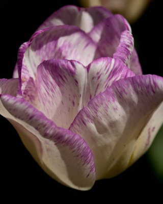 Purple haze3