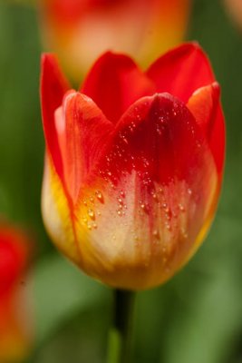 Sunshine drops