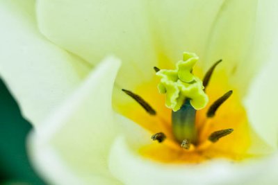 Magnolia tulip3