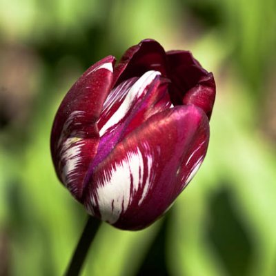 Burgundy swirl2