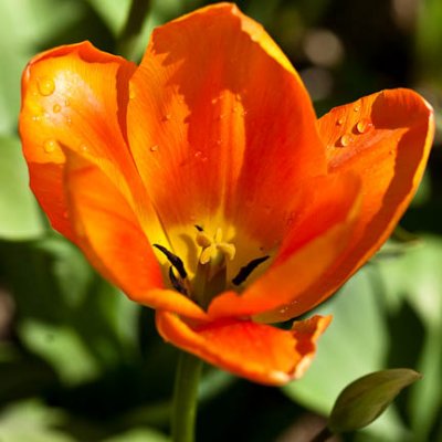 Orange jewel