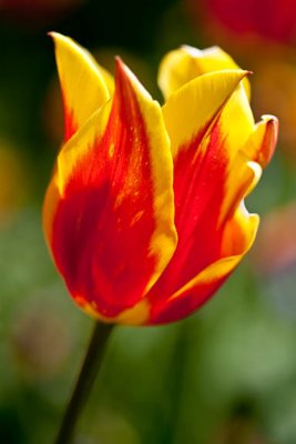 Fiery show