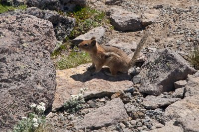 Chipmunk