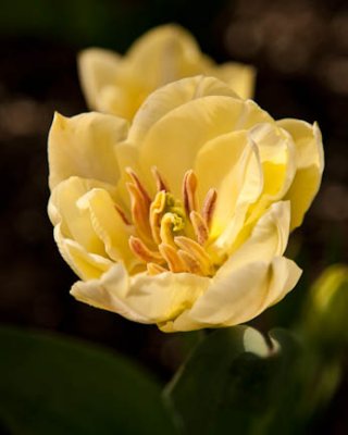 Double tulip