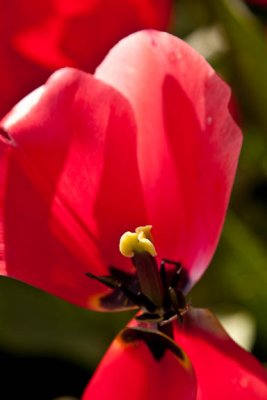 Open Red2