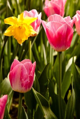 Daff & Pink Tulip
