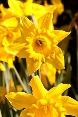 Bee my daff