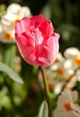 Pink tulip & narcisuss