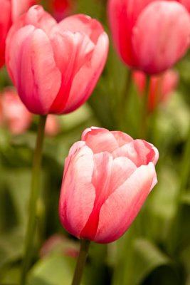 Pink cameo1