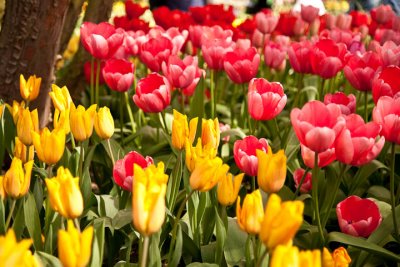 Pink & Yellow