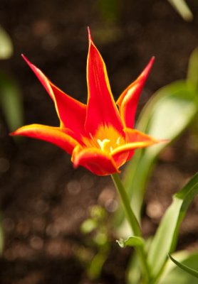 Orange star