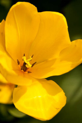 Pure Yellow