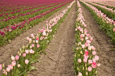 Tulip Field1