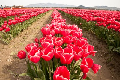 Tulip Field2