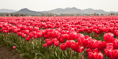Tulip Field3