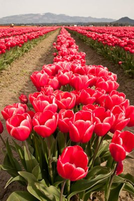 Tulip Field4