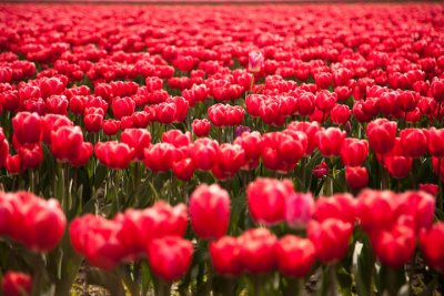 Tall Tulip