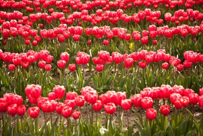 In the Rows