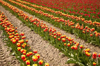 Tulip Field5