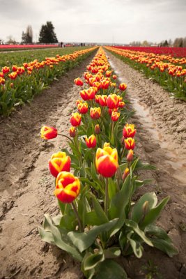 Tulip Field6