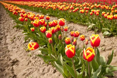 Tulip Field7