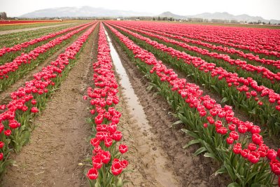 Tulip Field10