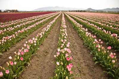 Tulip Field11