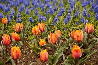 Tulip & Grape Hyacinth
