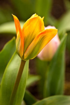 Orange Envy