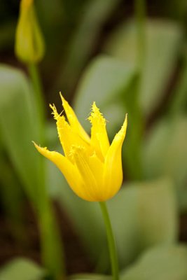 Yellow fringe