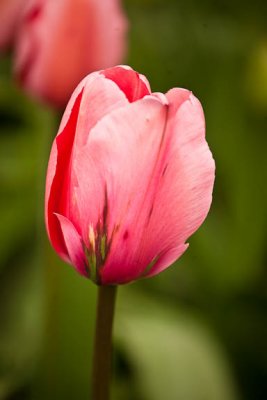 Pink Drama