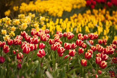Contrasting plantings