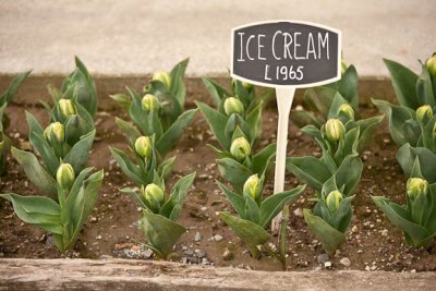 One-scoop vanilla