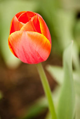 Orange Jewel