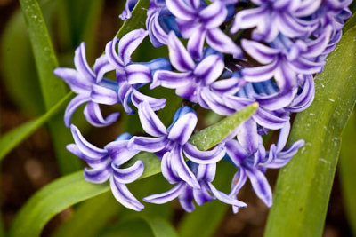 Hyacinth