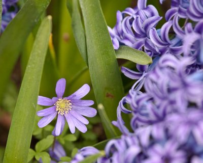 ...and windflower
