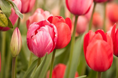 Pink Beauty2