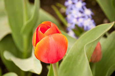 Orange & blue