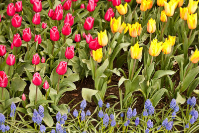 March (Tulip) Madness
