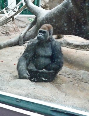 Rub-a-dub dub gorilla